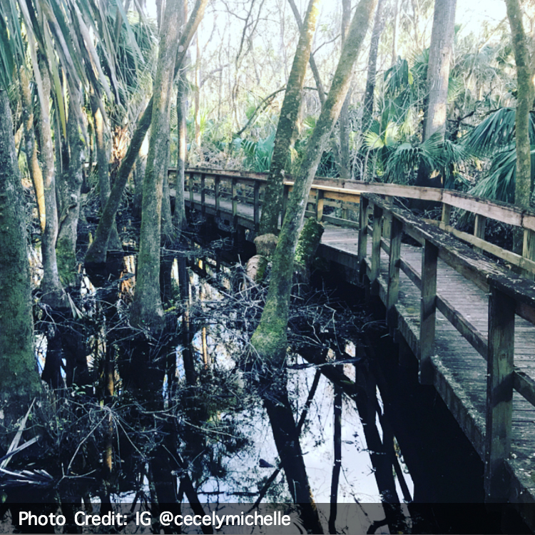 Highlands Hammock State Park, Sebring, FL