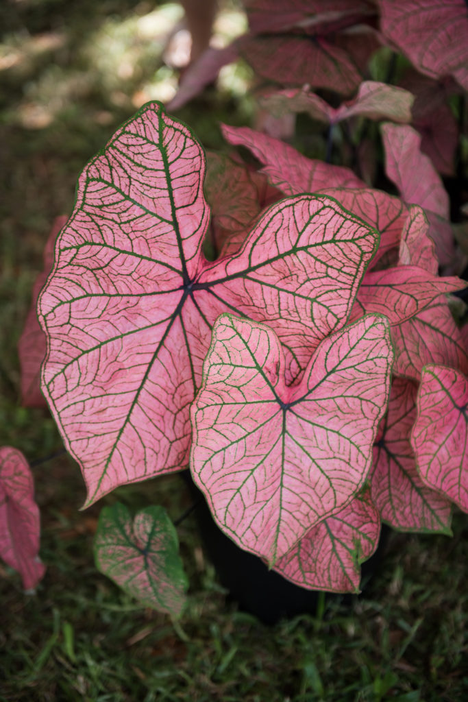 Caladium, Lake Placid FL